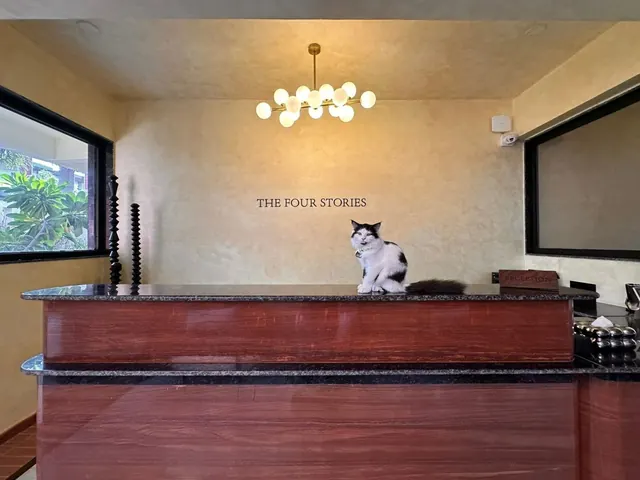 A cat sitting on the reception desk beneath The Four Stories wall lettering